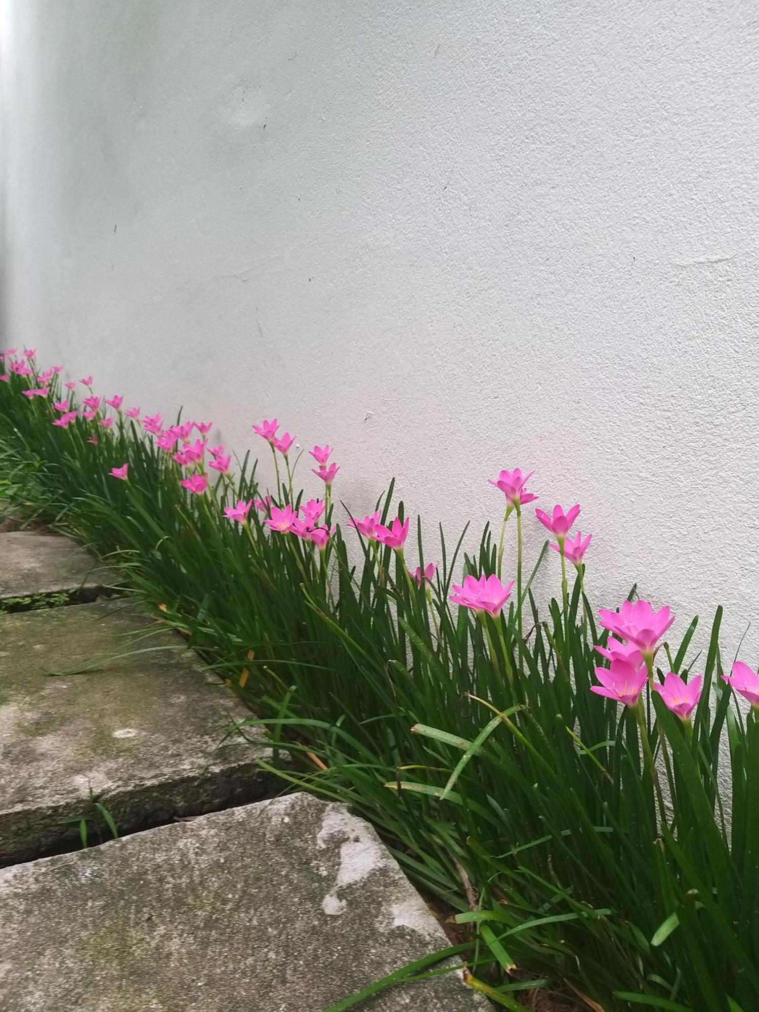 Starfruit Villa Hội An Buitenkant foto