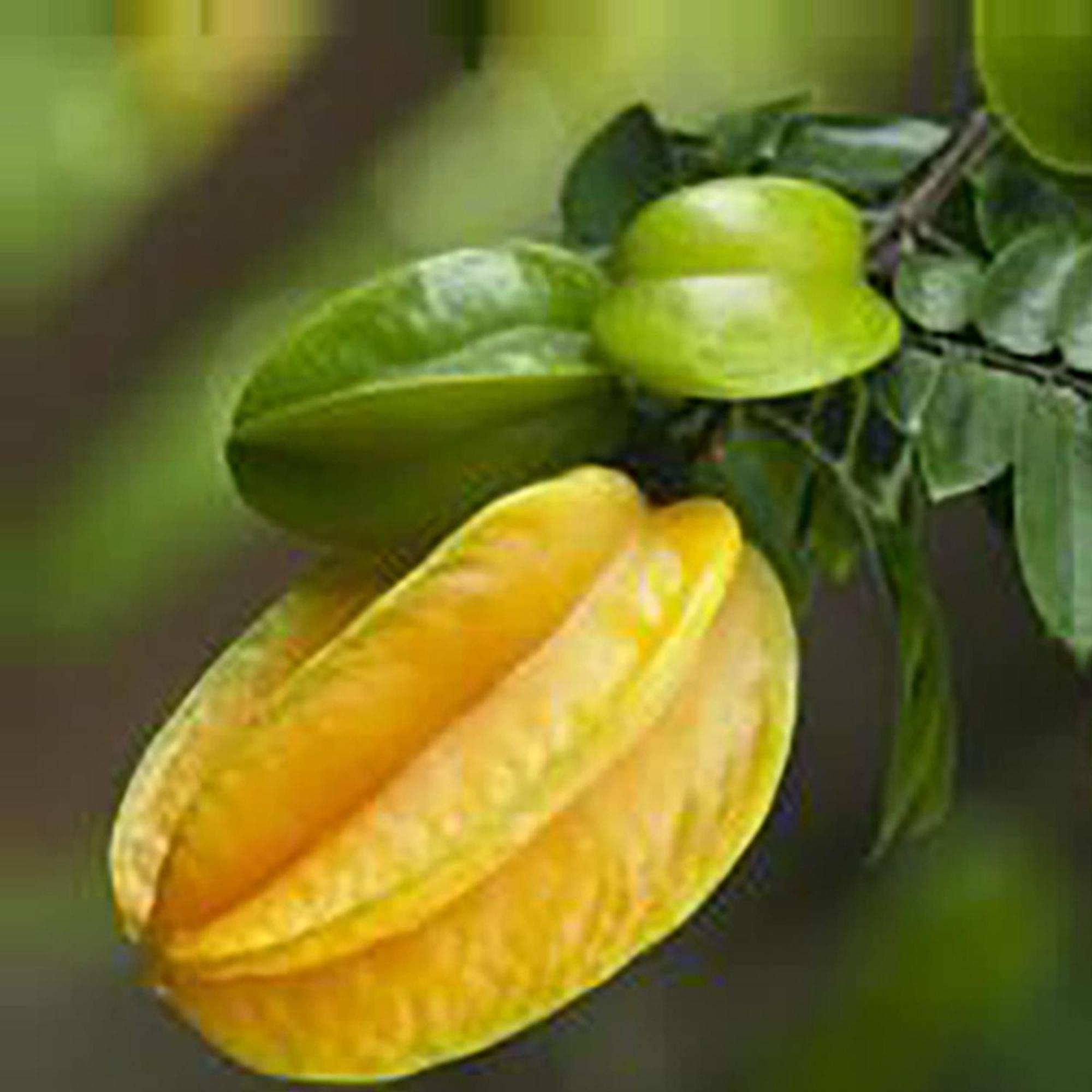Starfruit Villa Hội An Buitenkant foto